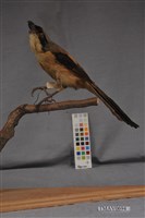 藏品(棕背伯勞)的圖片